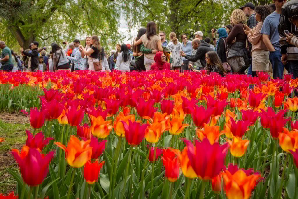 Tulip Festival