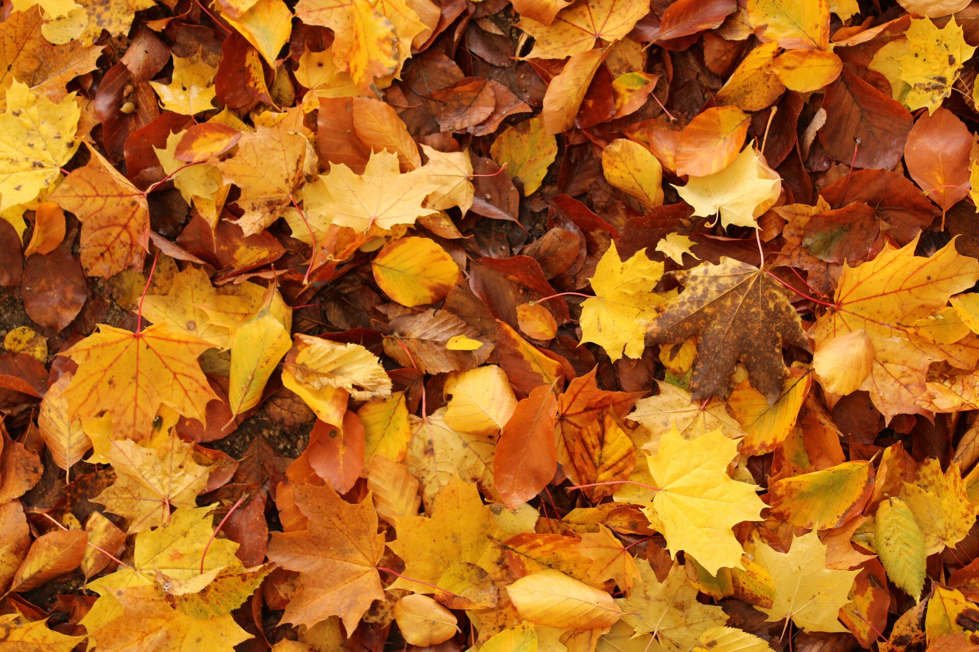 Fall Leaves